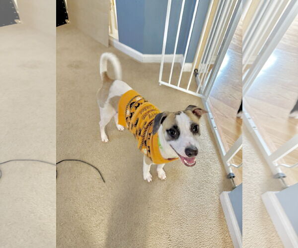 Medium Photo #2 Chihuahua-Unknown Mix Puppy For Sale in Virginia Beach, VA, USA