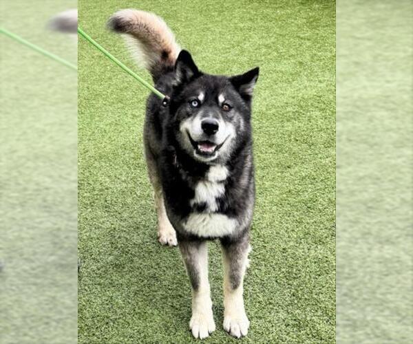 Medium Photo #2 Siberian Husky Puppy For Sale in Derwood, MD, USA