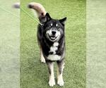 Small #1 Siberian Husky