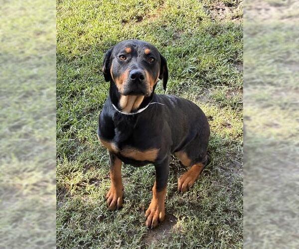 Medium Photo #1 Rottweiler Puppy For Sale in Riverside, CA, USA