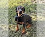 Small Rottweiler