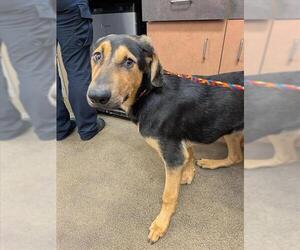 Doberman Pinscher Dogs for adoption in Sacramento, CA, USA