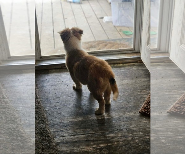 Medium Photo #5 Australian Shepherd-Jack Russell Terrier Mix Puppy For Sale in Wakefield, RI, USA