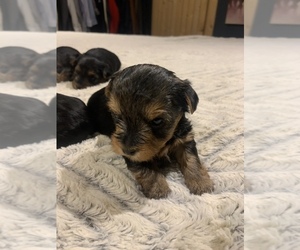 Yorkshire Terrier Puppy for sale in PENDLETON, IN, USA
