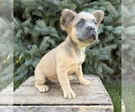 Small #4 French Bulldog