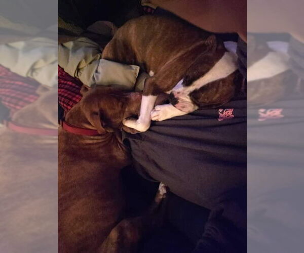 Medium Photo #35 American Pit Bull Terrier-Unknown Mix Puppy For Sale in Germantown, OH, USA