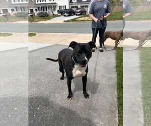 American Staffordshire Terrier-Unknown Mix Dogs for adoption in Stephens City, VA, USA