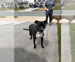 Small American Staffordshire Terrier Mix