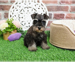 Small #3 Schnauzer (Miniature)