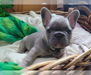 French Bulldog Puppy for sale in COLUMBIA FALLS, MT, USA