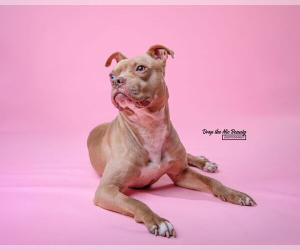 Medium Photo #4 American Pit Bull Terrier-Unknown Mix Puppy For Sale in Crete, IL, USA