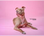 Small #3 American Pit Bull Terrier Mix