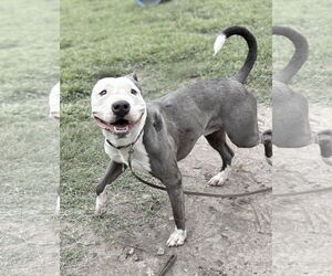 American Pit Bull Terrier-Unknown Mix Dogs for adoption in Virginia Beach, VA, USA
