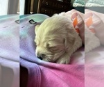 Small Photo #8 Golden Retriever Puppy For Sale in BIG CABIN, OK, USA
