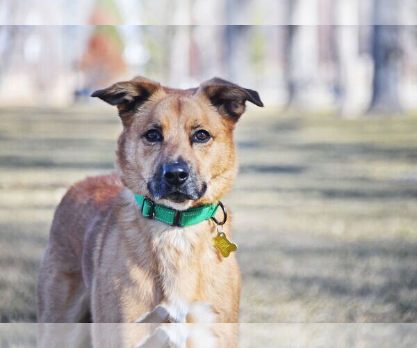 Medium Photo #8 Mutt Puppy For Sale in Sandy, UT, USA