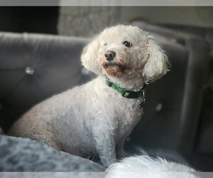 Luna & Sadie - Female Poochon Dog for Adoption - Photo #2