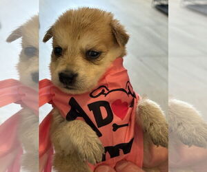 German Shepherd Dog-Huskies Mix Dogs for adoption in The Woodlands, TX, USA