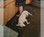 Small #4 Mutt