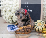 Image preview for Ad Listing. Nickname: Litter of 4
