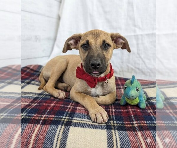 Medium Photo #1 Mutt Puppy For Sale in Mt. Laurel, NJ, USA