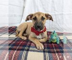 Small Mutt