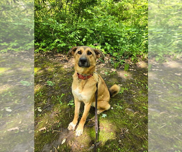 Medium Photo #3 Mutt Puppy For Sale in Linton, IN, USA