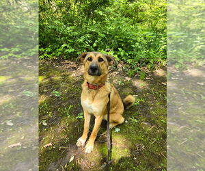Tooger - Longest Canine Resident - Male Mutt Dog for Adoption - Photo #3