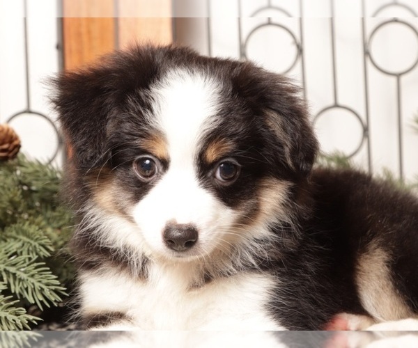 Medium Photo #4 Miniature Australian Shepherd Puppy For Sale in NAPLES, FL, USA