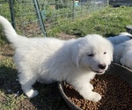 Small Photo #4 Great Pyrenees Puppy For Sale in DECATUR, IN, USA