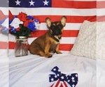Small Photo #2 French Bulldog Puppy For Sale in MURRIETA, CA, USA