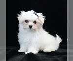 Small #5 Maltese
