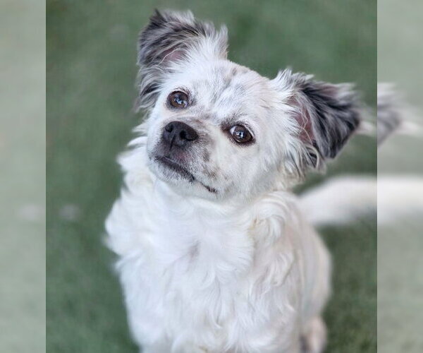 Medium Photo #6 Chiranian Puppy For Sale in Chino Hills, CA, USA