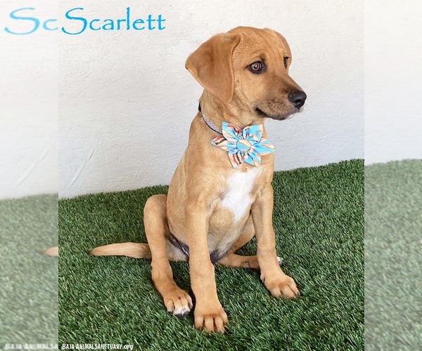 Medium Photo #1 Labrador Retriever-Rhodesian Ridgeback Mix Puppy For Sale in San Diego, CA, USA