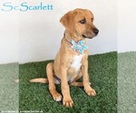 Small Labrador Retriever-Rhodesian Ridgeback Mix