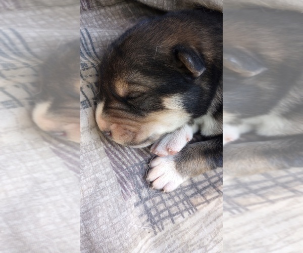 Medium Photo #1 Alaskan Malamute-Bernese Mountain Dog Mix Puppy For Sale in RAPHINE, VA, USA