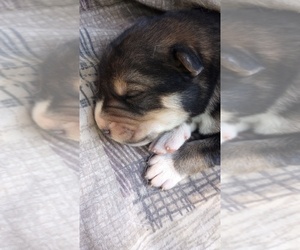 Alaskan Malamute-Bernese Mountain Dog Mix Puppy for sale in RAPHINE, VA, USA