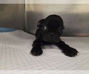 Frenchie Pug Dogs for adoption in San Clemente, CA, USA