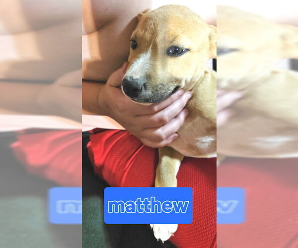 Medium Photo #2 Feist Terrier-Labrador Retriever Mix Puppy For Sale in Rutherfordton, NC, USA