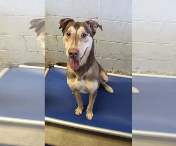 Medium Photo #5 Doberman Pinscher-Siberian Husky Mix Puppy For Sale in El Centro, CA, USA