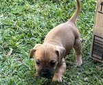 Puppy Small brown boy French Bull Weiner