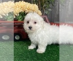 Small #2 Coton de Tulear