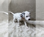Small Photo #21 Dalmatian Puppy For Sale in FORT WORTH, TX, USA