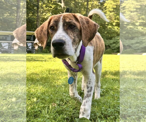 Medium Photo #2 Redbone Coonhound-Treeing Walker Coonhound Mix Puppy For Sale in pomfret, CT, USA