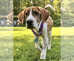 Small #1 Redbone Coonhound-Treeing Walker Coonhound Mix