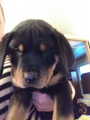 Rottweiler Puppy for sale in FLINT, MI, USA