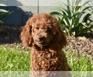 Mother of the Cavapoo puppies born on 01/03/2020