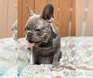 French Bulldog Puppy for sale in OJAI, CA, USA