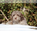 Small #8 ShihPoo