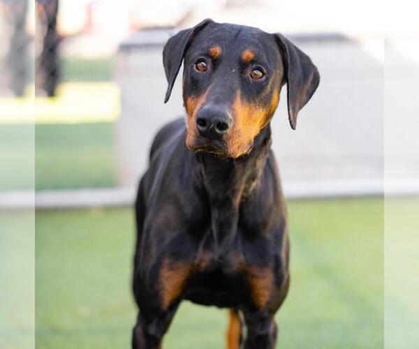 Medium Photo #1 Doberman Pinscher Puppy For Sale in Camarillo, CA, USA