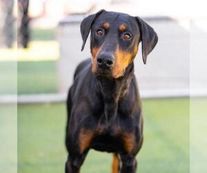 Doberman Pinscher Dogs for adoption in Camarillo, CA, USA